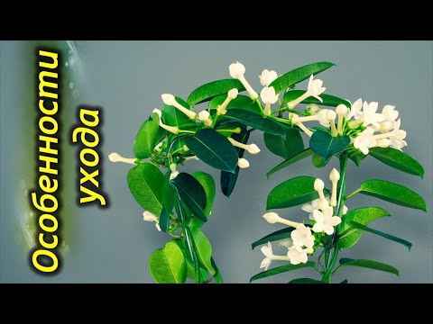 СТЕФАНОТИС (мадагаскарский жасмин) – секреты выращивания в домашних условиях.