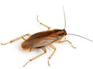 Blattella germanica или рыжий таракан