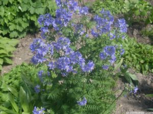 Синюха голубая