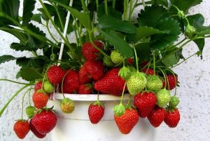 Клубника на подоконнике